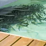 Prenociste Slapovi Motel